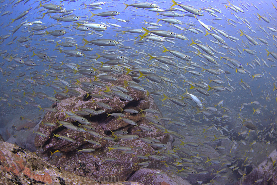 Trachurus novaezelandiae - Yellowtail Scad - Shark Point