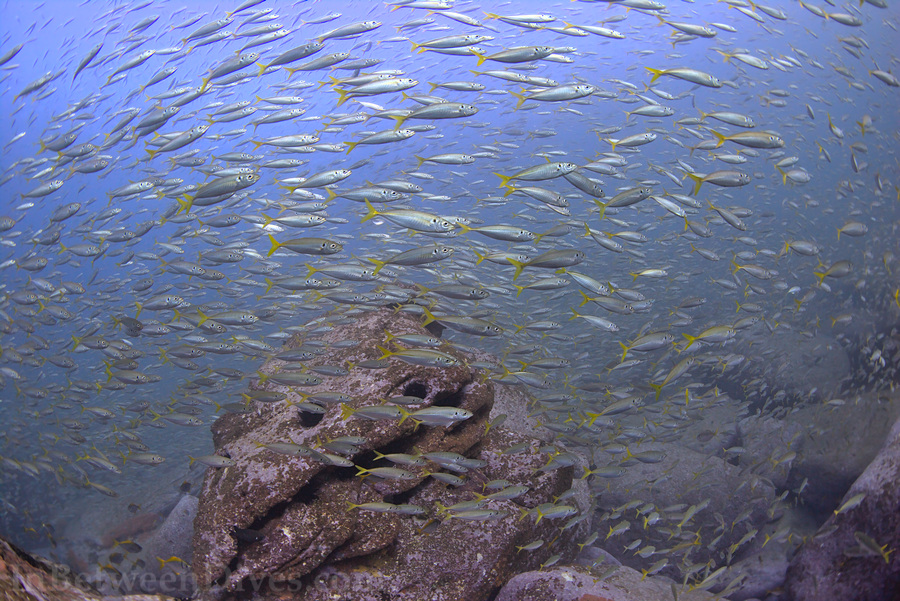 Trachurus novaezelandiae - Yellowtail Scad - Shark Point