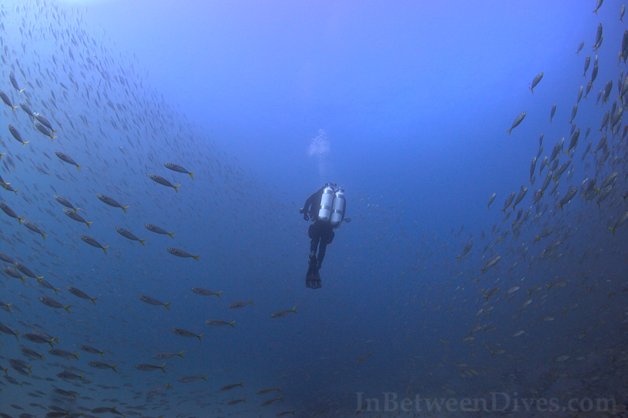 Trachurus novaezelandiae - Yellowtail Scad - Shark Point