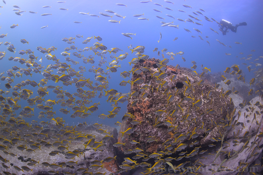 Schuettea scalaripinnis - Eastern Pomfred - Shark Point