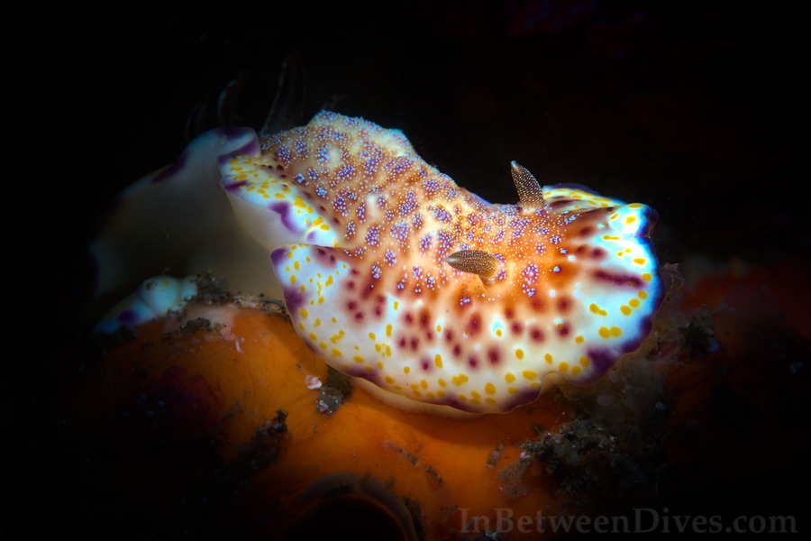 Chromodoris Collingwoodi - Collingwoods Chromodoris - Bare Islan