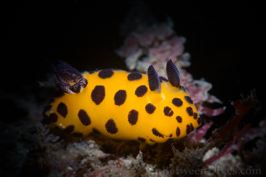 Jorunna sp - Black Spot Jorunna - Bare Island