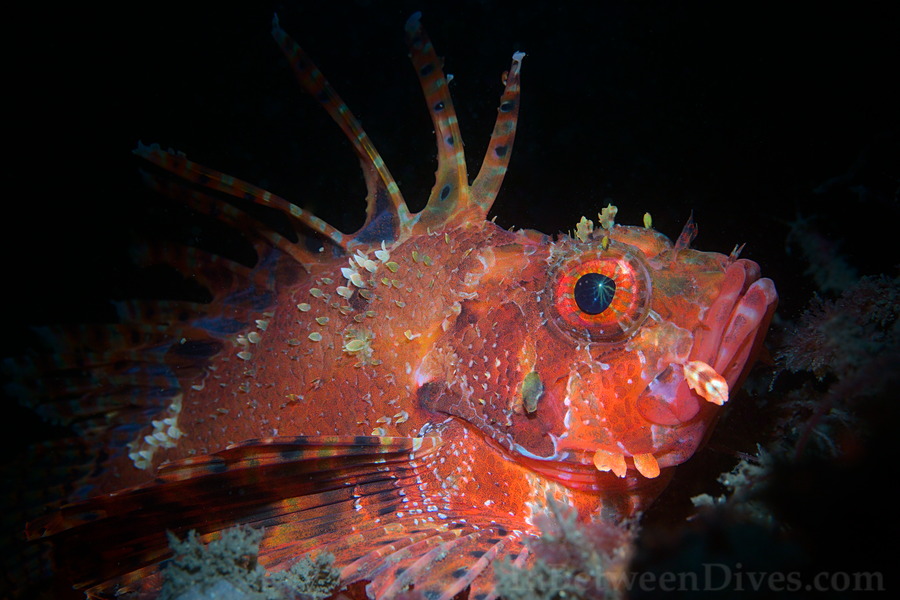 Dendrochirus brachypterus - Dwarf Lionfish - Bare Island