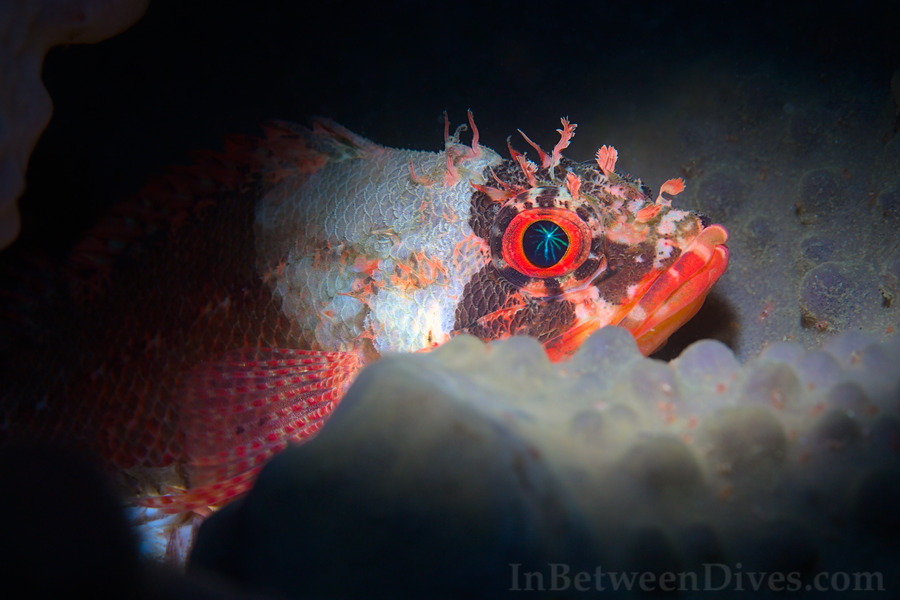 Scorpaenodes scaber - Pygmy Rockcod - Bare Island