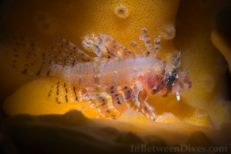 Dendrochirus brachypterus - Dwarf Lionfish - Bare Island