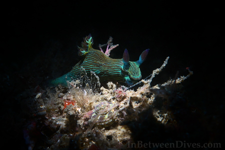 Tambja tenuilineata - Tambja tenuilineata - Bare Island