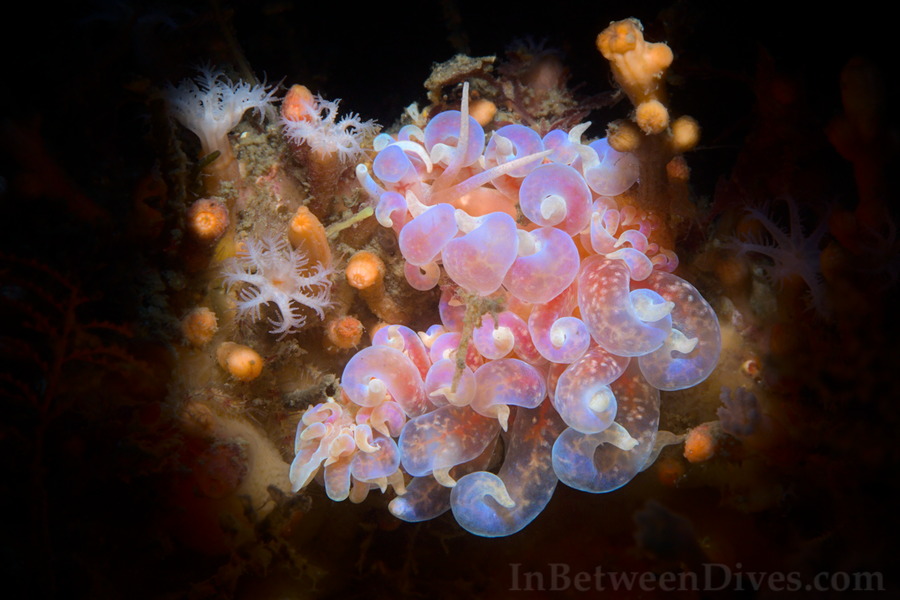 Phyllodesmium poindimiei - Phyllodesmium poindimiei - Bare Islan