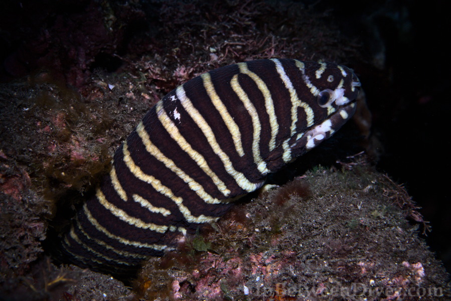 Zebra Moray Eel - Gymnomuraena zebra - Cap LaHoussaye