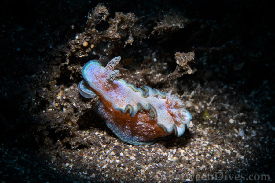 Glossodoris cf cincta - Glossodoris cf cincta - Cap LaHoussaye