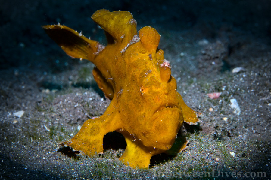Antennarius pictus - Painted Anglerfish - Cap LaHoussaye