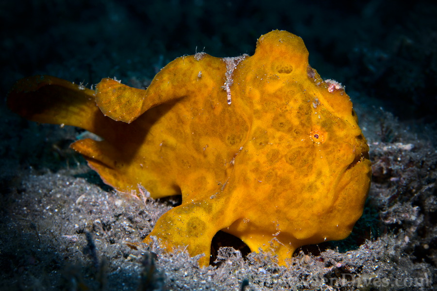 Antennarius pictus - Painted Anglerfish - Cap LaHoussaye