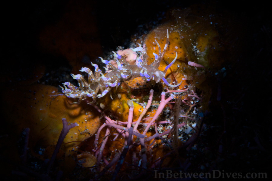 Phyllodesmium macphersonae - Phyllodesmium macphersonae - Tour D