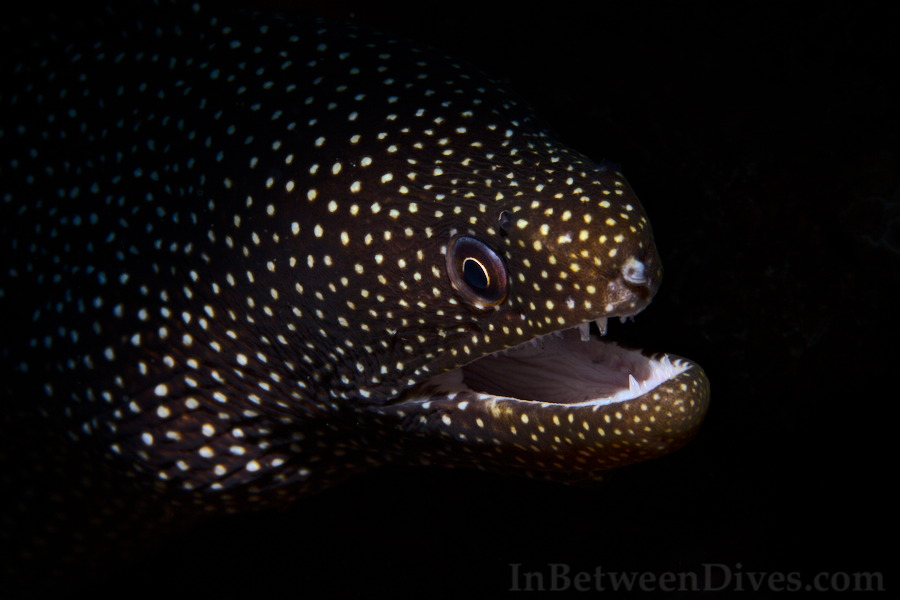 Gymnothorax meleagris - Whitemouth Moray - Tour De Boucan