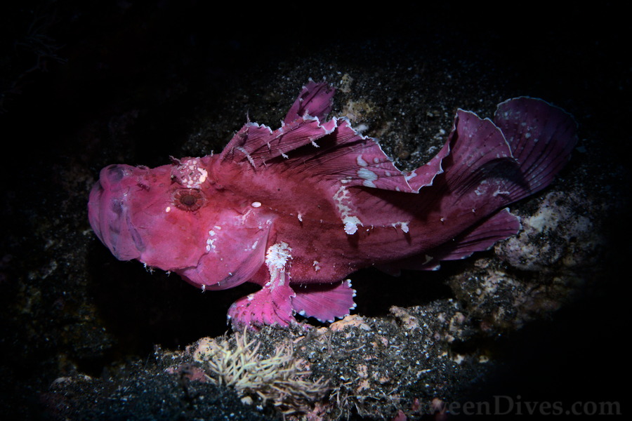 Taenianotus triacanthus - Leaf Scorpionfish - Le Portail