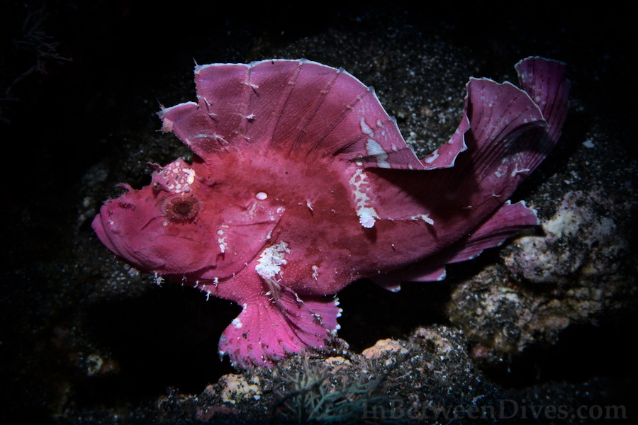 Taenianotus triacanthus - Leaf Scorpionfish - Le Portail