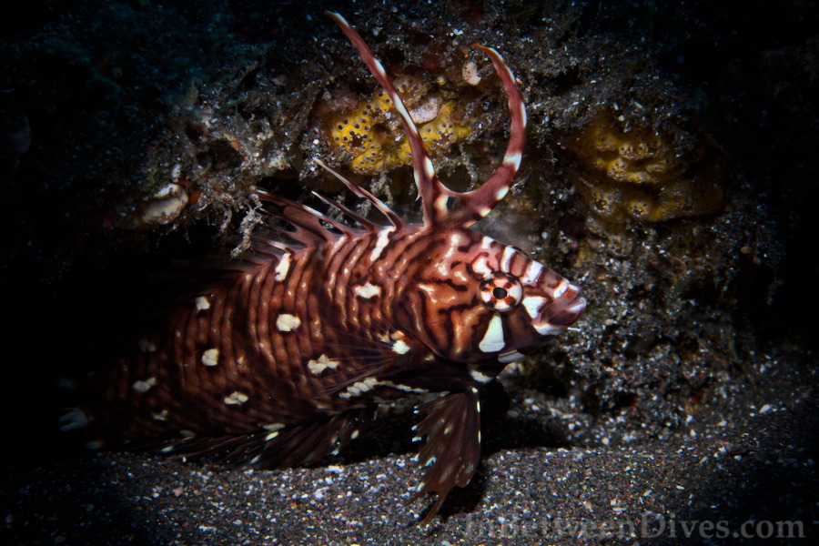 Peacock Razorfish - Iniistius pavo - Le Portail