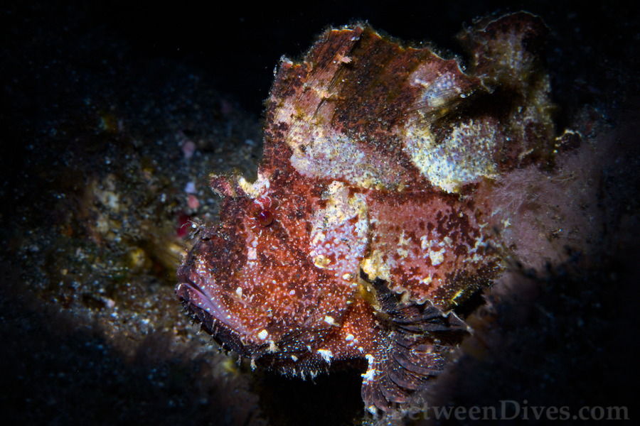 Taenianotus triacanthus - Leaf Scorpionfish - Le Portail