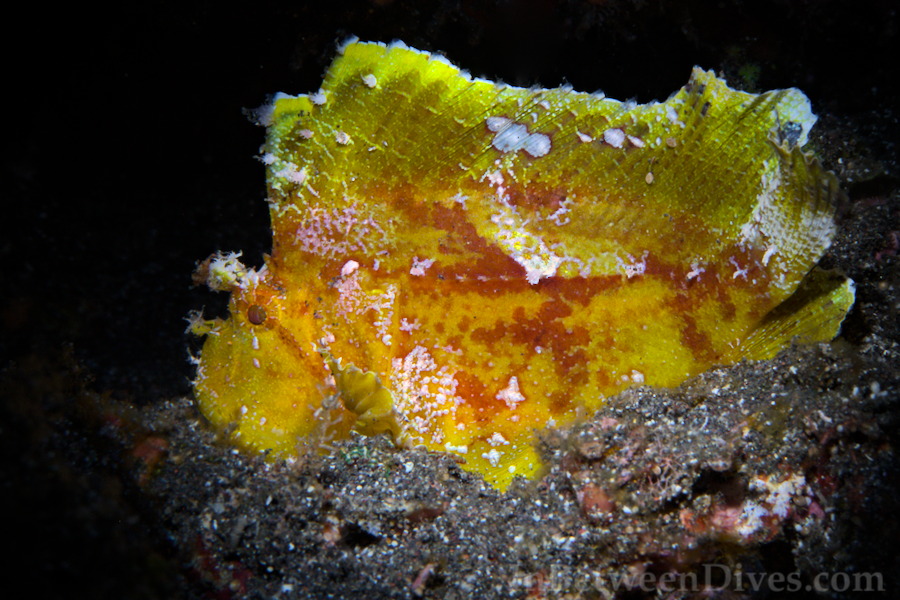 Taenianotus triacanthus - Leaf Scorpionfish - Le Portail