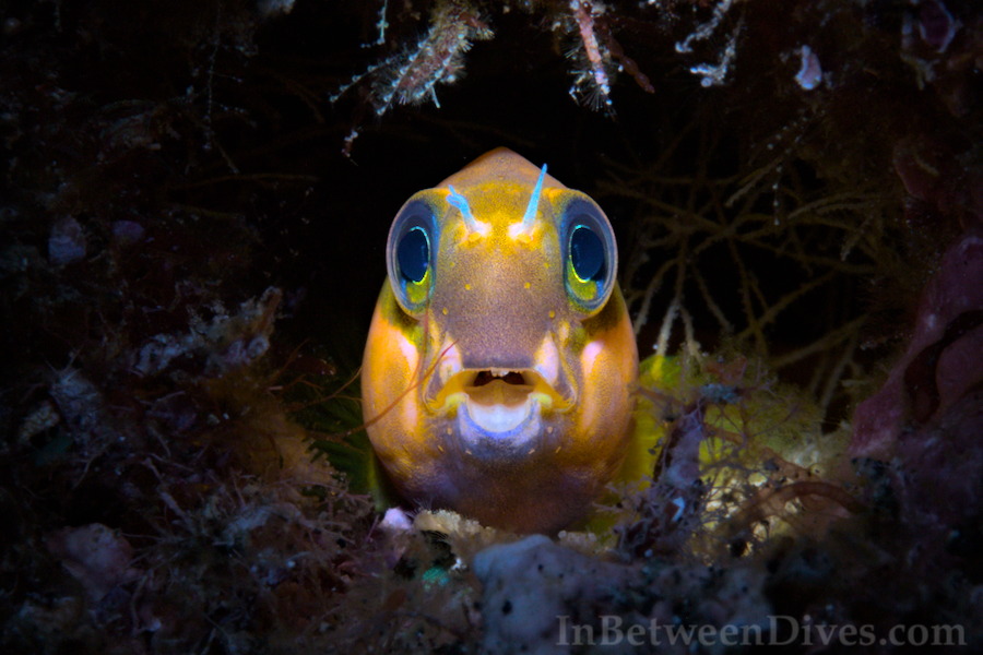 Midas blenny - Ecsenius midas - Le Portail