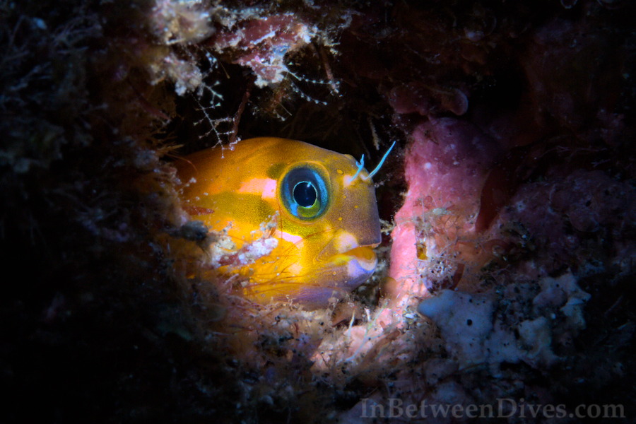 Midas blenny - Ecsenius midas - Le Portail
