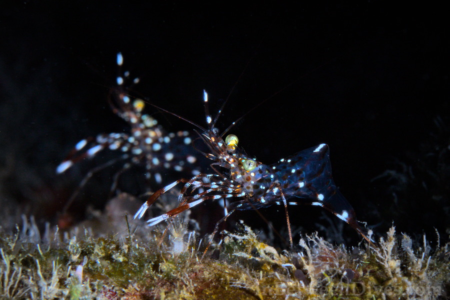 Shrimp - Shrimp - Le Petit Tombant