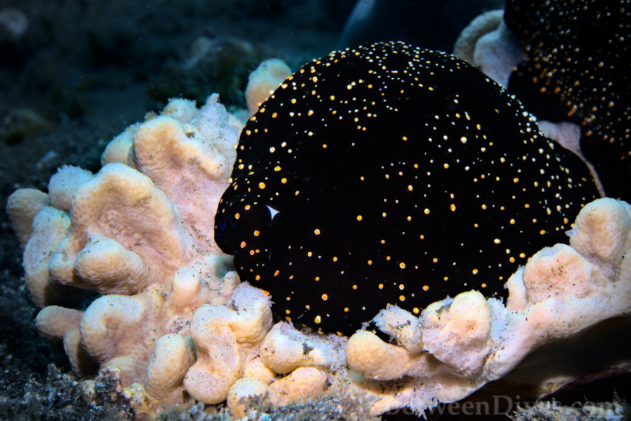 Egg Cowrie - Ovula ovum - Le Petit Tombant