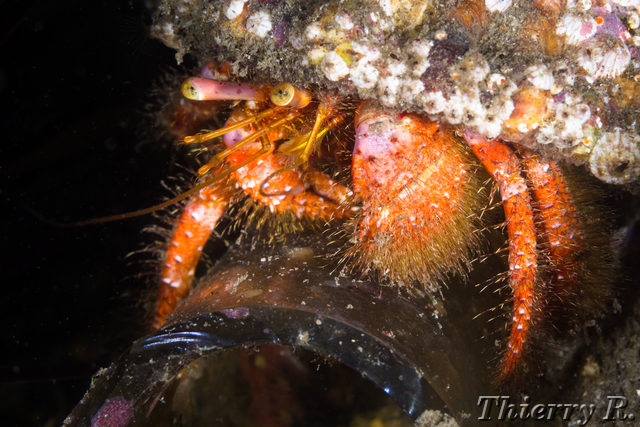 Dardanus lagopodes - Hairy Red Hermit Crab - Parsley Bay