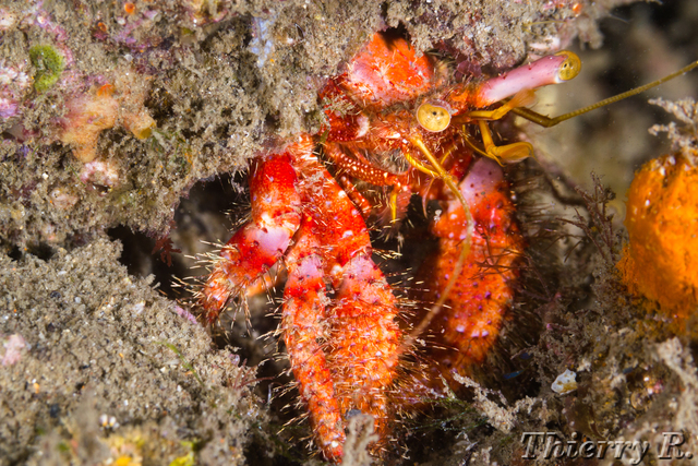 Dardanus lagopodes - Hairy Red Hermit Crab - Parsley Bay