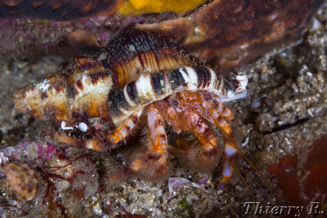 Dardanus lagopodes - Hairy Red Hermit Crab - Shark Point