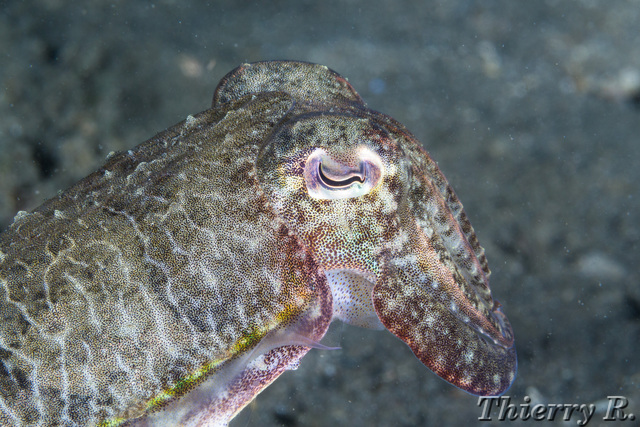 Sepia plangon - Mourning Cuttlefish - Chowder Bay