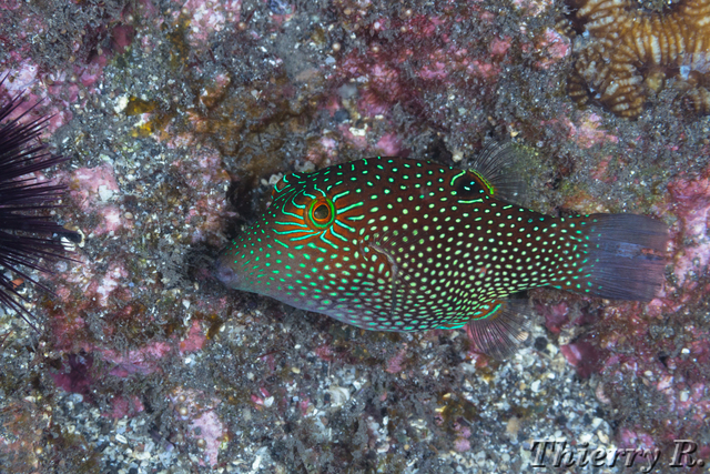 Canthigaster janthinoptera - White Spotted Pufferfish - Cap LaHo