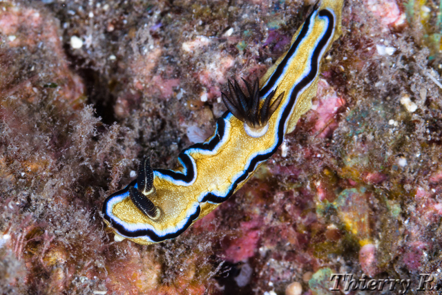 Glossodoris atromarginata - Black Margined Glossodoris - Cap LaH