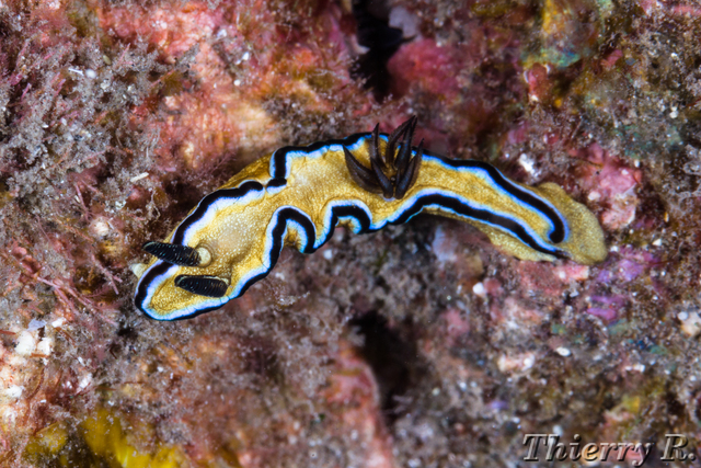 Glossodoris atromarginata - Black Margined Glossodoris - Cap LaH