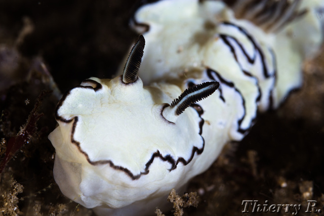 Glossodoris atromarginata - Black Margined Glossodoris - Shiproc