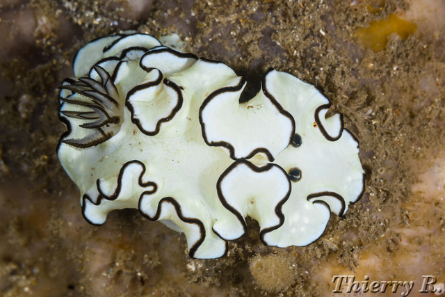 Glossodoris atromarginata - Black Margined Glossodoris - Shiproc