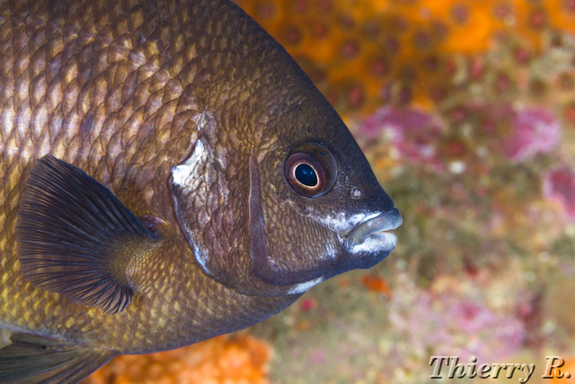 Parma microlepis - White Ear - Shark Point