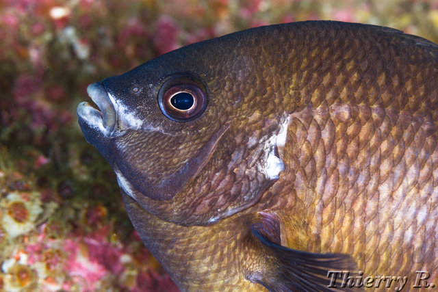 Parma microlepis - White Ear - Shark Point