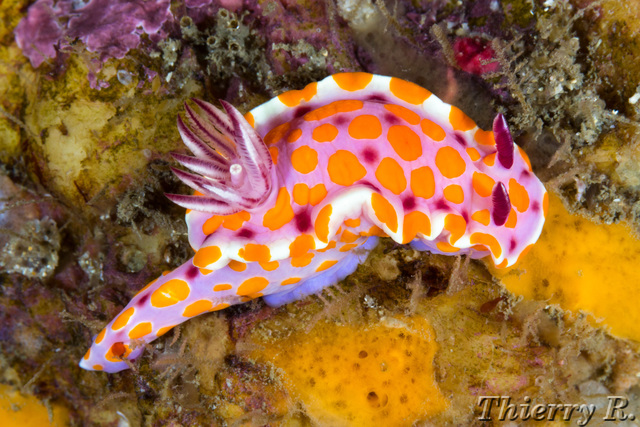 Ceratosoma amoena - Clown Ceratosoma - Shark Point