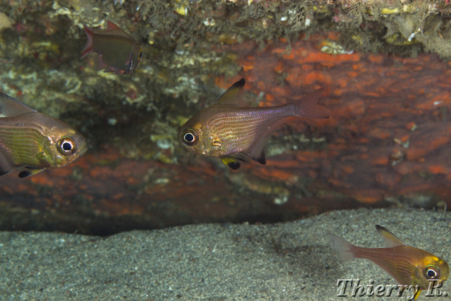 Pempheris affinis - Blacktip Bullseye - Shark Point