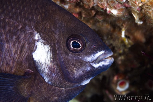 Parma microlepis - White Ear - Shark Point