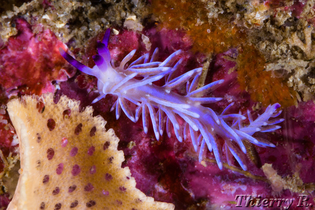 Pteraeolidia ianthina - Blue Dragon - Shark Point