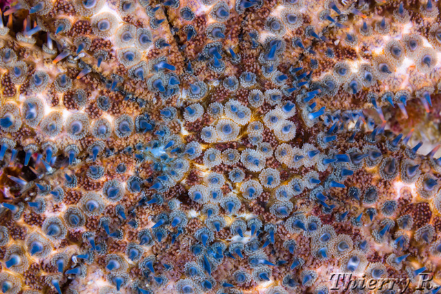 Starfish - Starfish - Shark Point