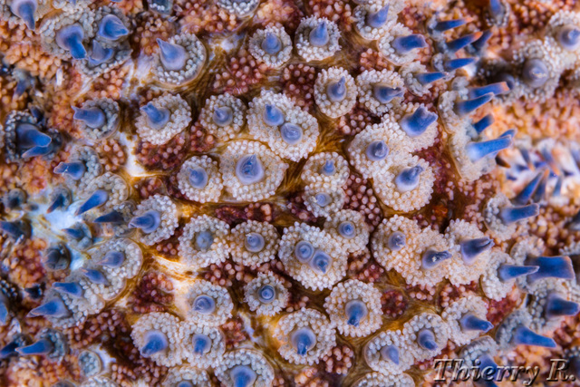 Starfish - Starfish - Shark Point