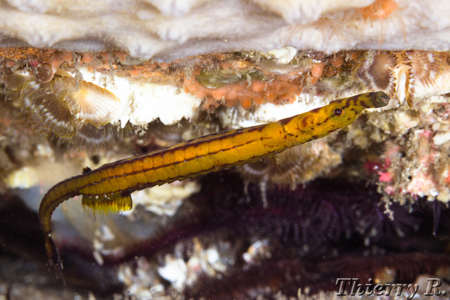 Heraldia nocturna - Upside-down Pipefish - Shark Point