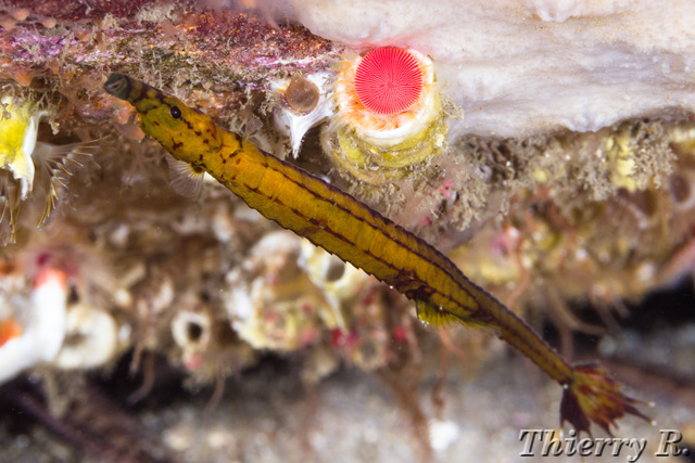 Heraldia nocturna - Upside-down Pipefish - Shark Point