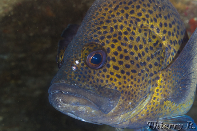 Acanthistius ocellatus - Eastern Wirrah - Shark Point