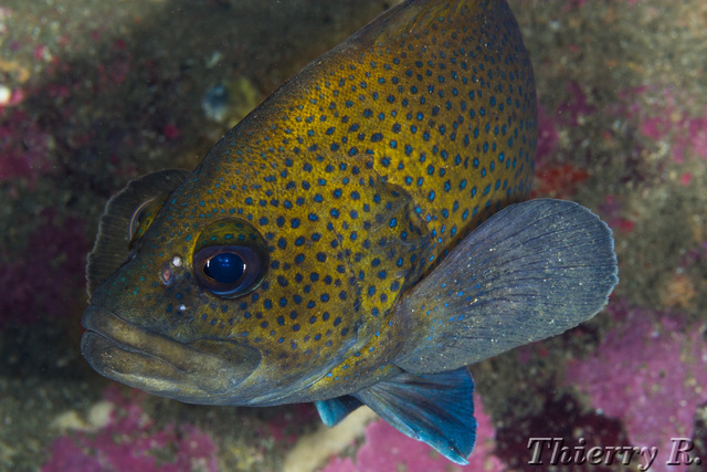 Acanthistius ocellatus - Eastern Wirrah - Shark Point