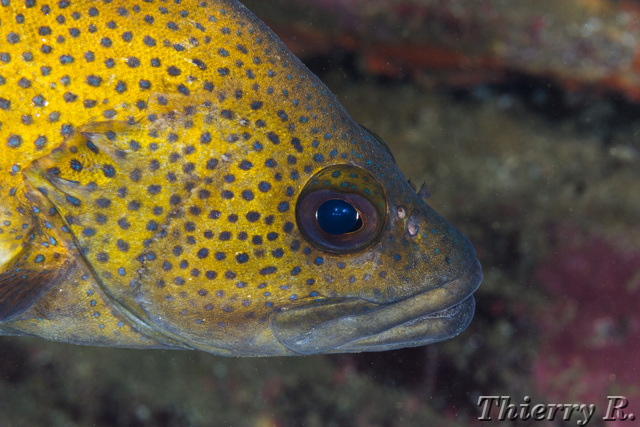 Acanthistius ocellatus - Eastern Wirrah - Shark Point