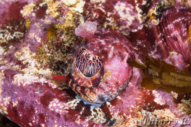 Thysanophrys cirronasus - Rock Flathead - Shark Point