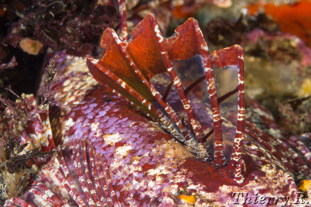 Thysanophrys cirronasus - Rock Flathead - Shark Point